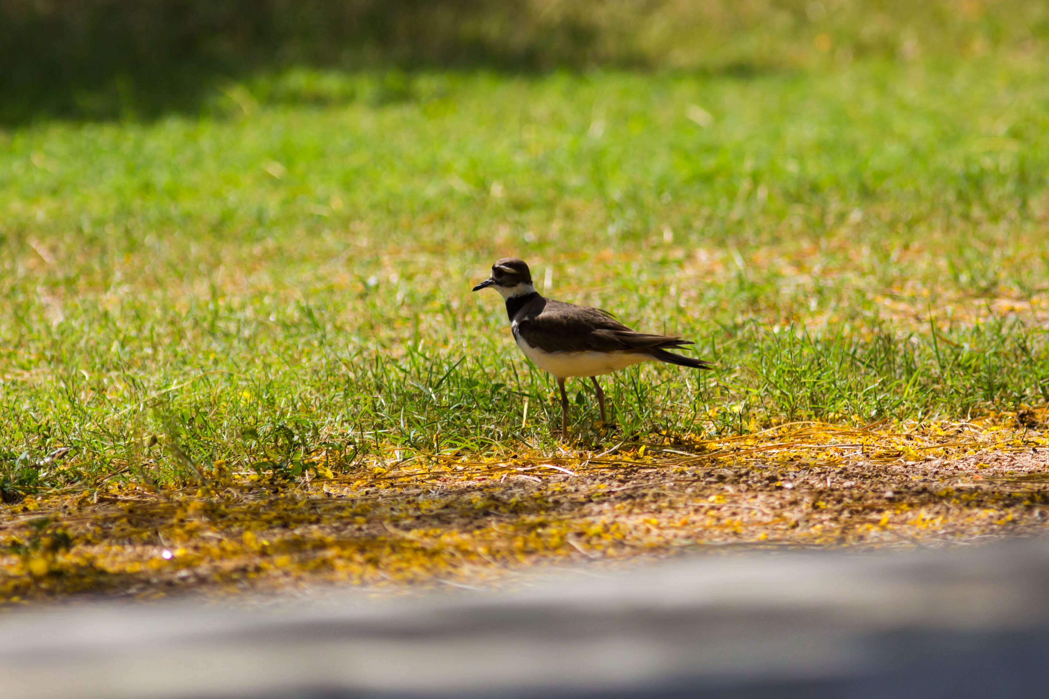 Image of Killdeer