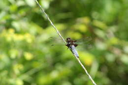 Image of Broad-bodied chaser