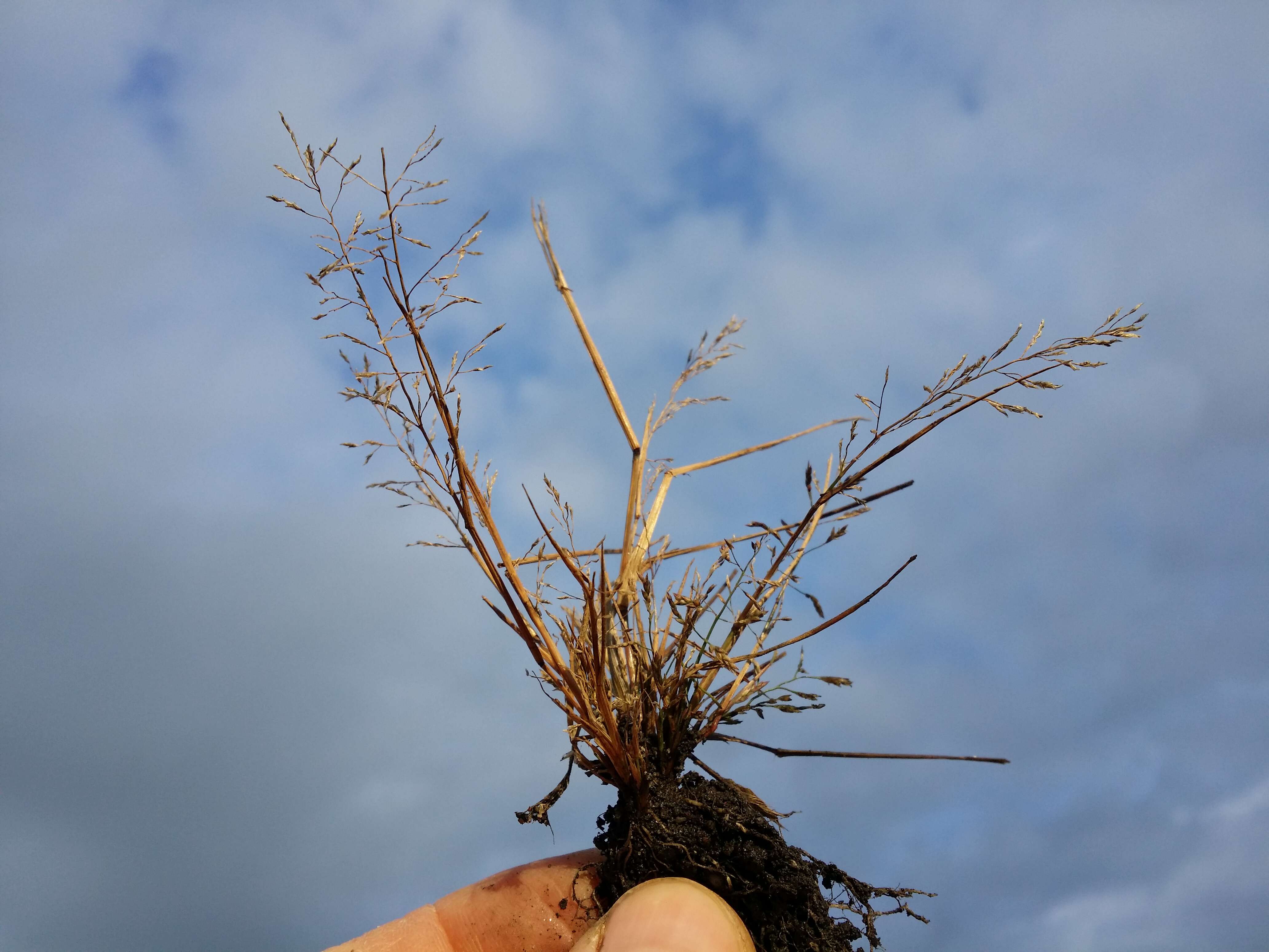 Image of Indian lovegrass