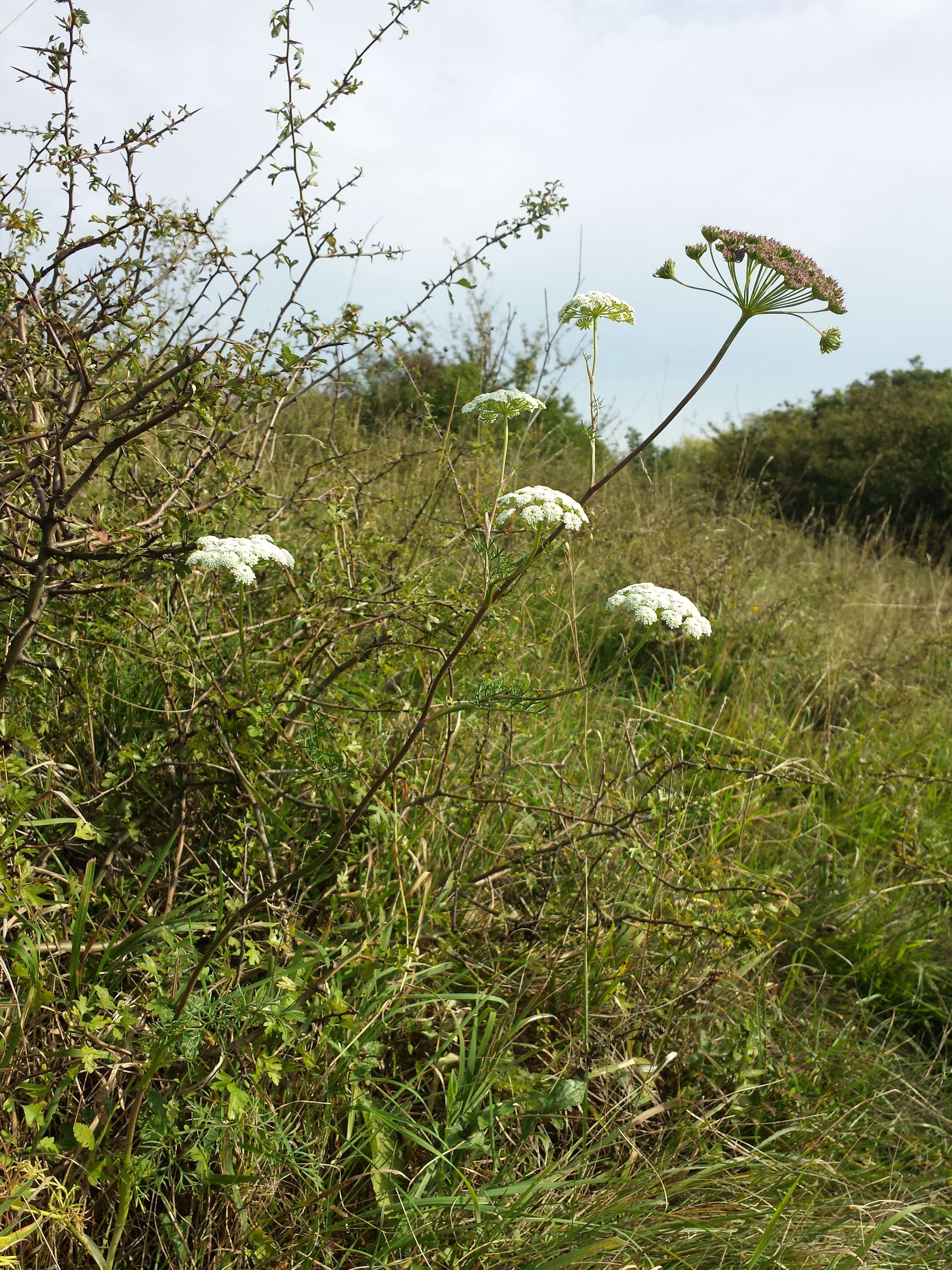 Image of Seseli annuum L.