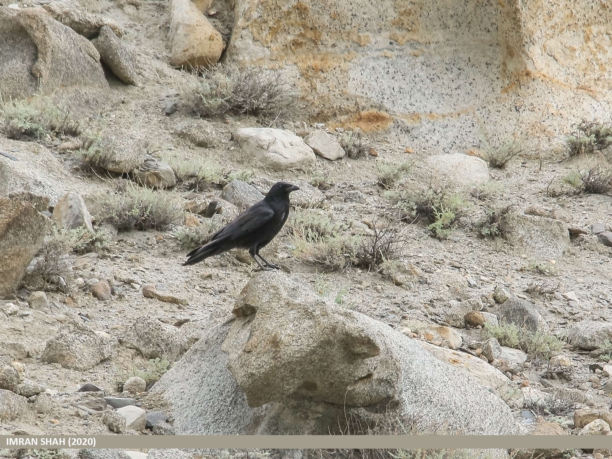 Image of Eastern Carrion Crow