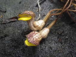 Image de Aristolochia enricoi (Luino, L. Gaut. & Callm.)