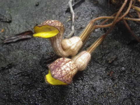 Plancia ëd Aristolochia enricoi (Luino, L. Gaut. & Callm.)