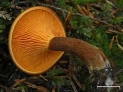 Image of Hygrophoropsis rufa (D. A. Reid) Knudsen 2008