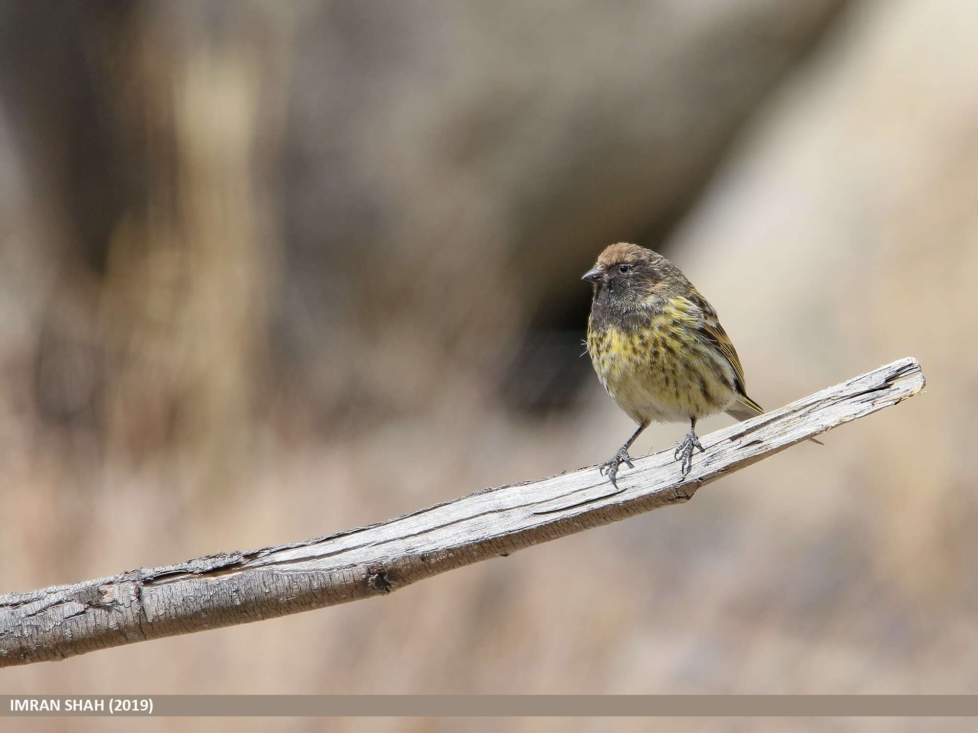 Image of Fire-fronted Serin