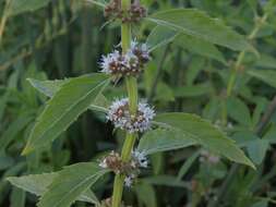 Image of wild mint