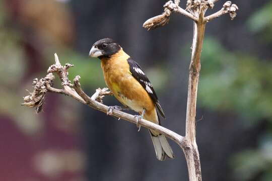 Image of Black-headed Grosbeak