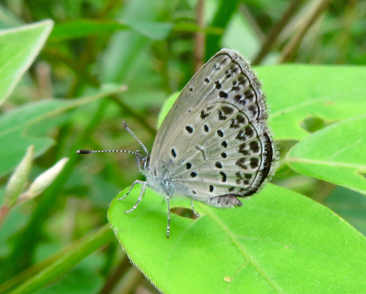 Image of Pseudozizeeria