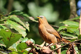 Image of Rufous Babbler