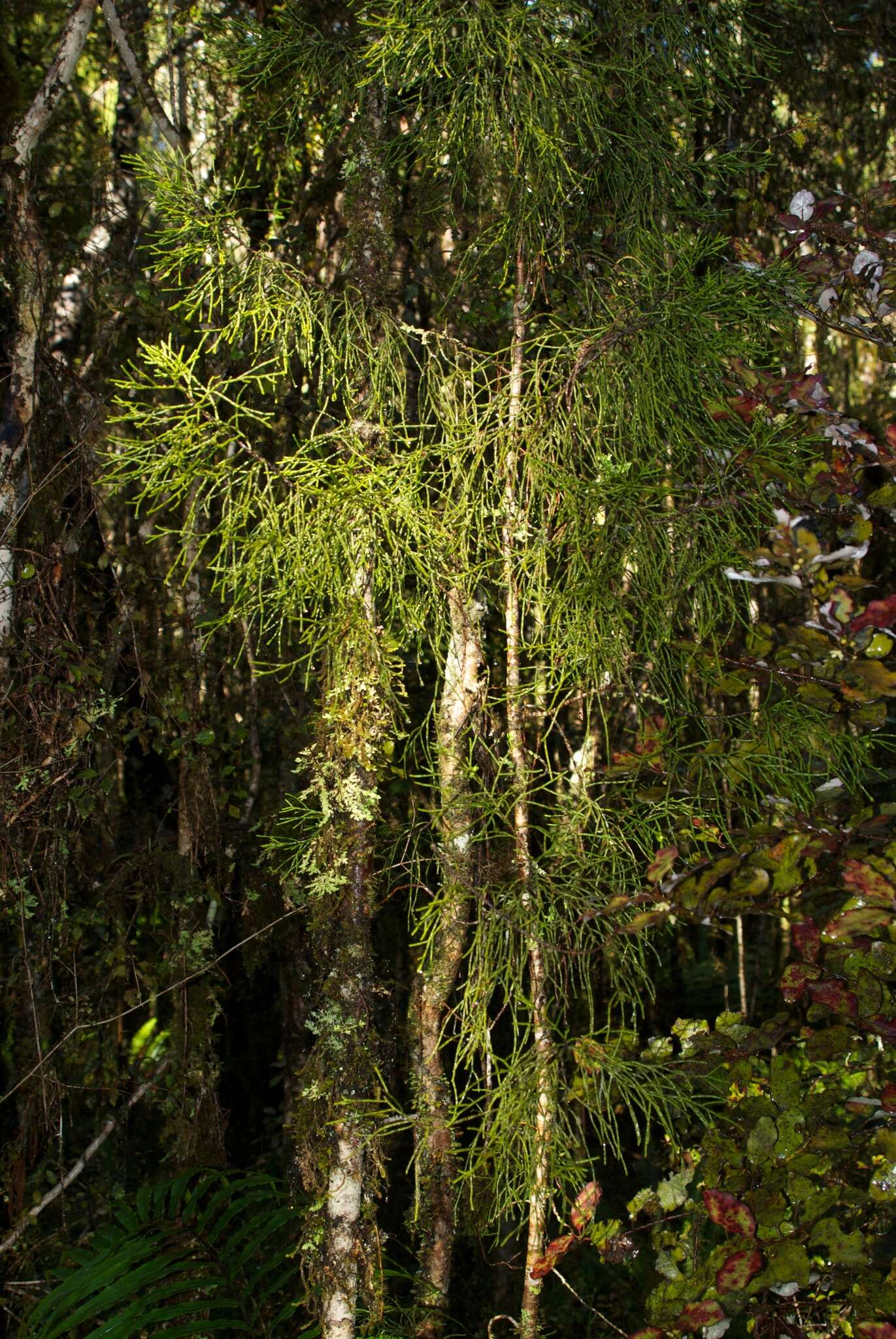 Image of Silver Pine