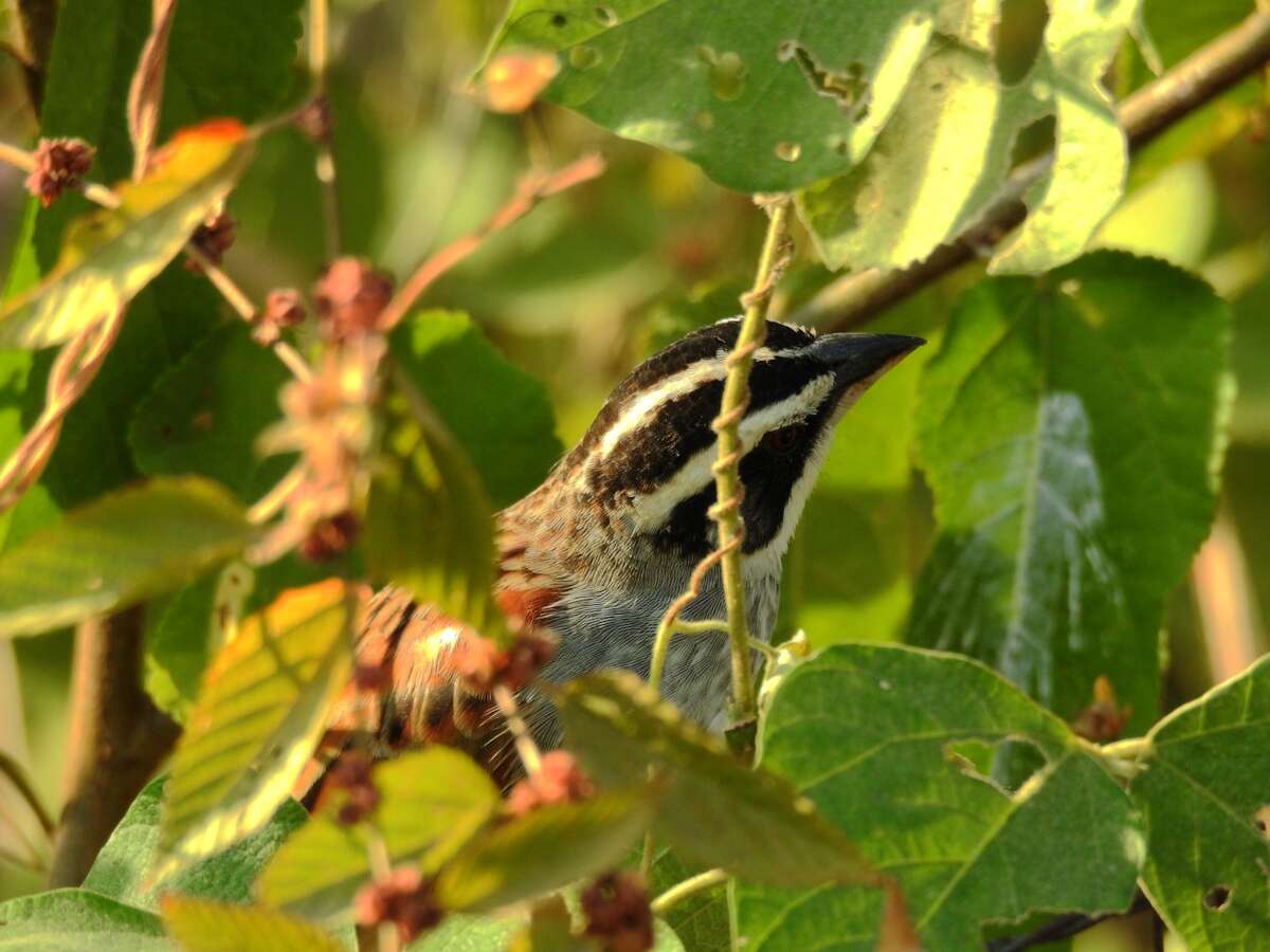 Image de Bruant ligné