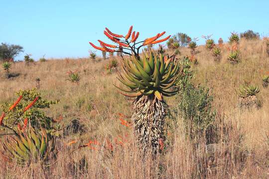 Image of Mountain aloe