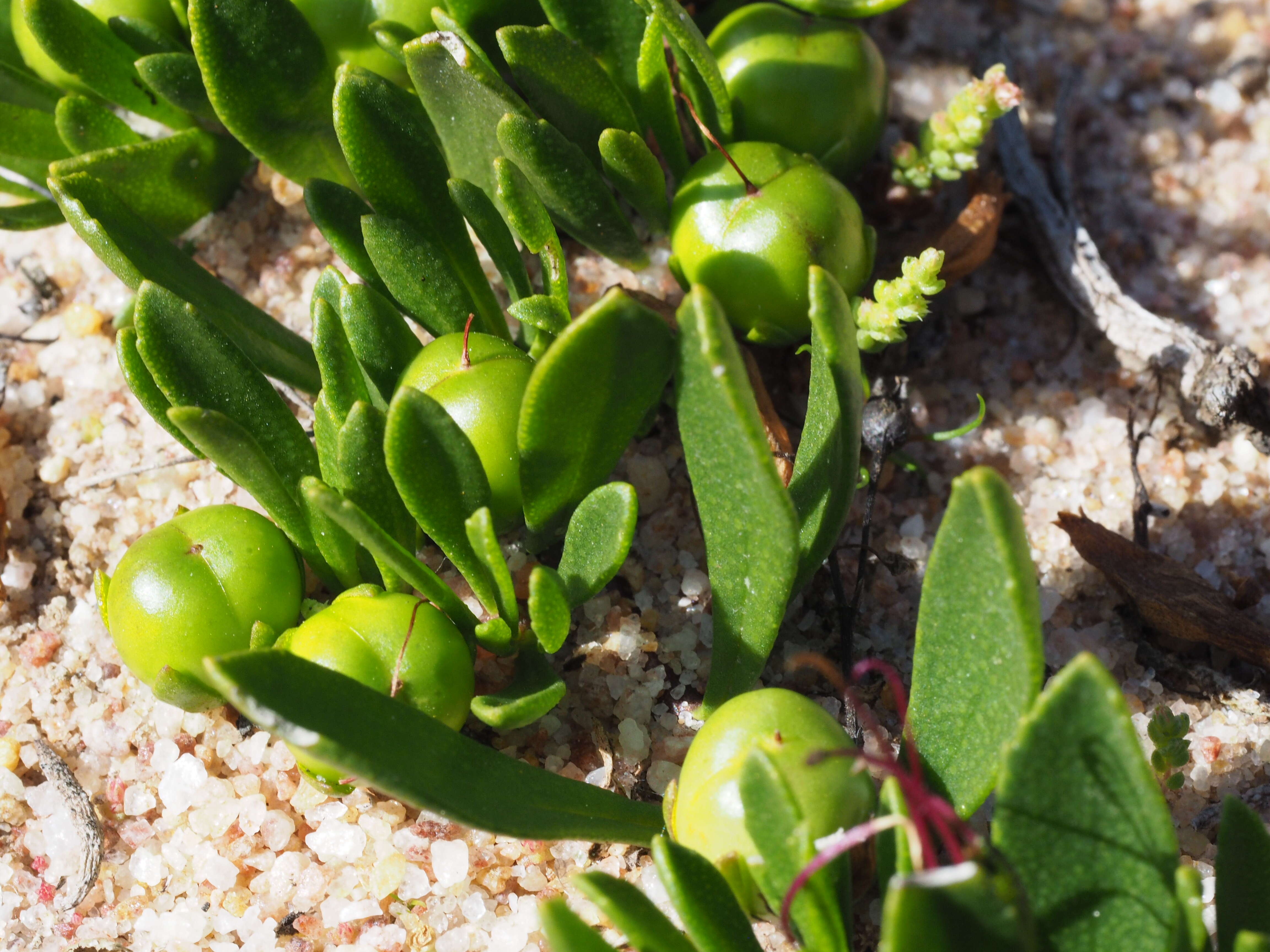 صورة Eremophila serpens R. J. Chinnock