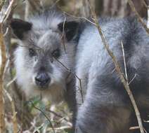 Image of Japanese Serow