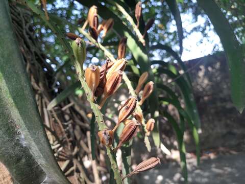 Imagem de Rhynchostylis retusa (L.) Blume