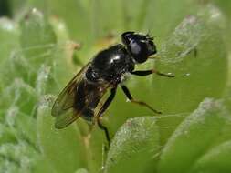 Image of <i>Cheilosia caerulescens</i>