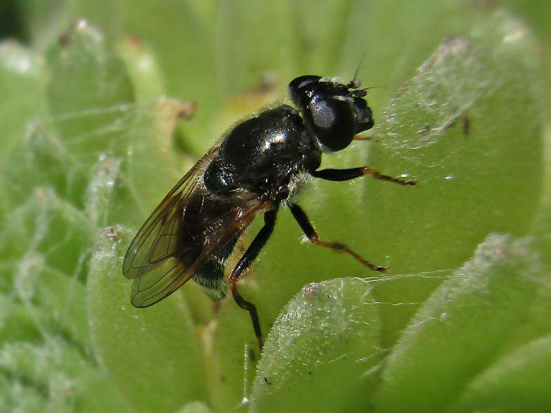 Imagem de <i>Cheilosia caerulescens</i>