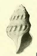 Image of Cryptogemma calypso Dall 1919