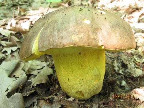 Image of butter bolete