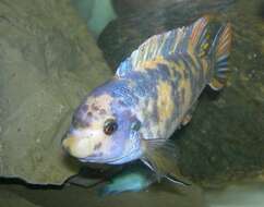 Image of Mbuna Fish