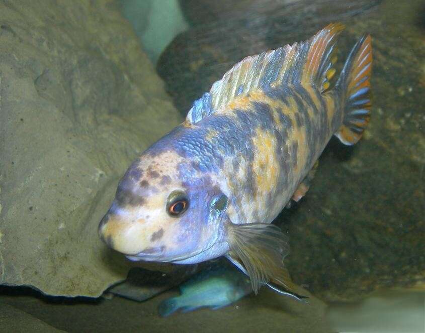 Image de Labeotropheus