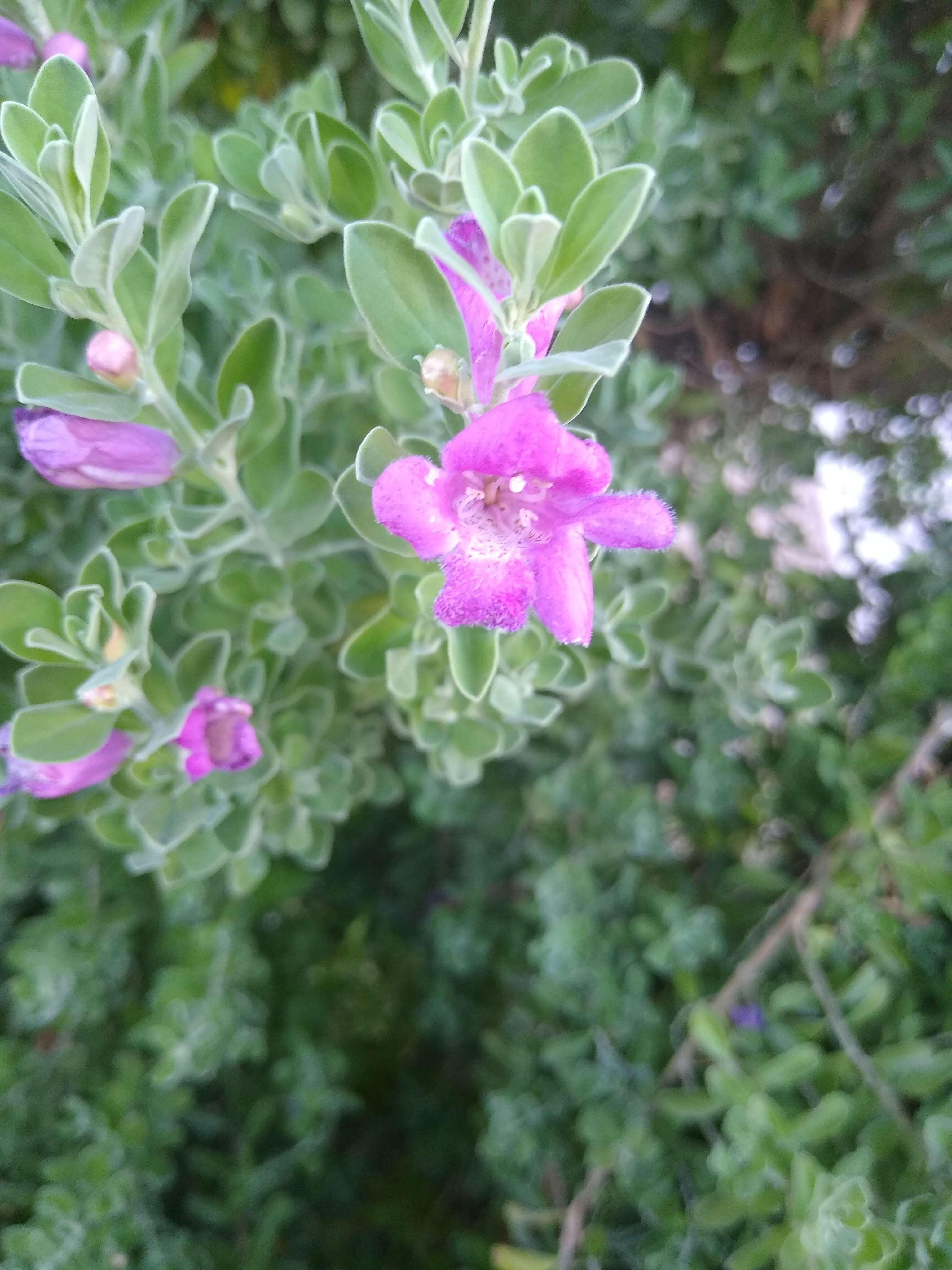 Imagem de Leucophyllum frutescens (Berl.) I. M. Johnston