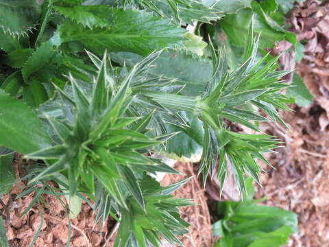 Eryngium foetidum L. resmi