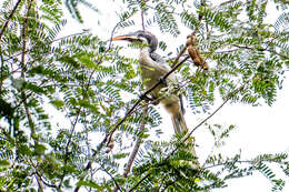 Image of tamarind