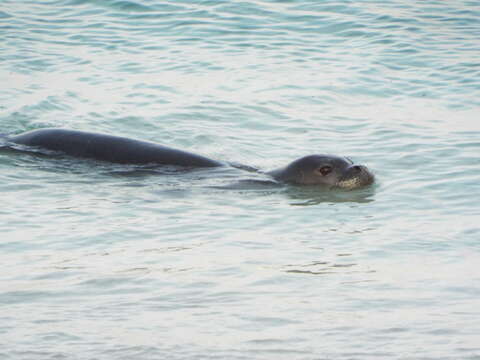 Image of Hawaiian Monk Seal