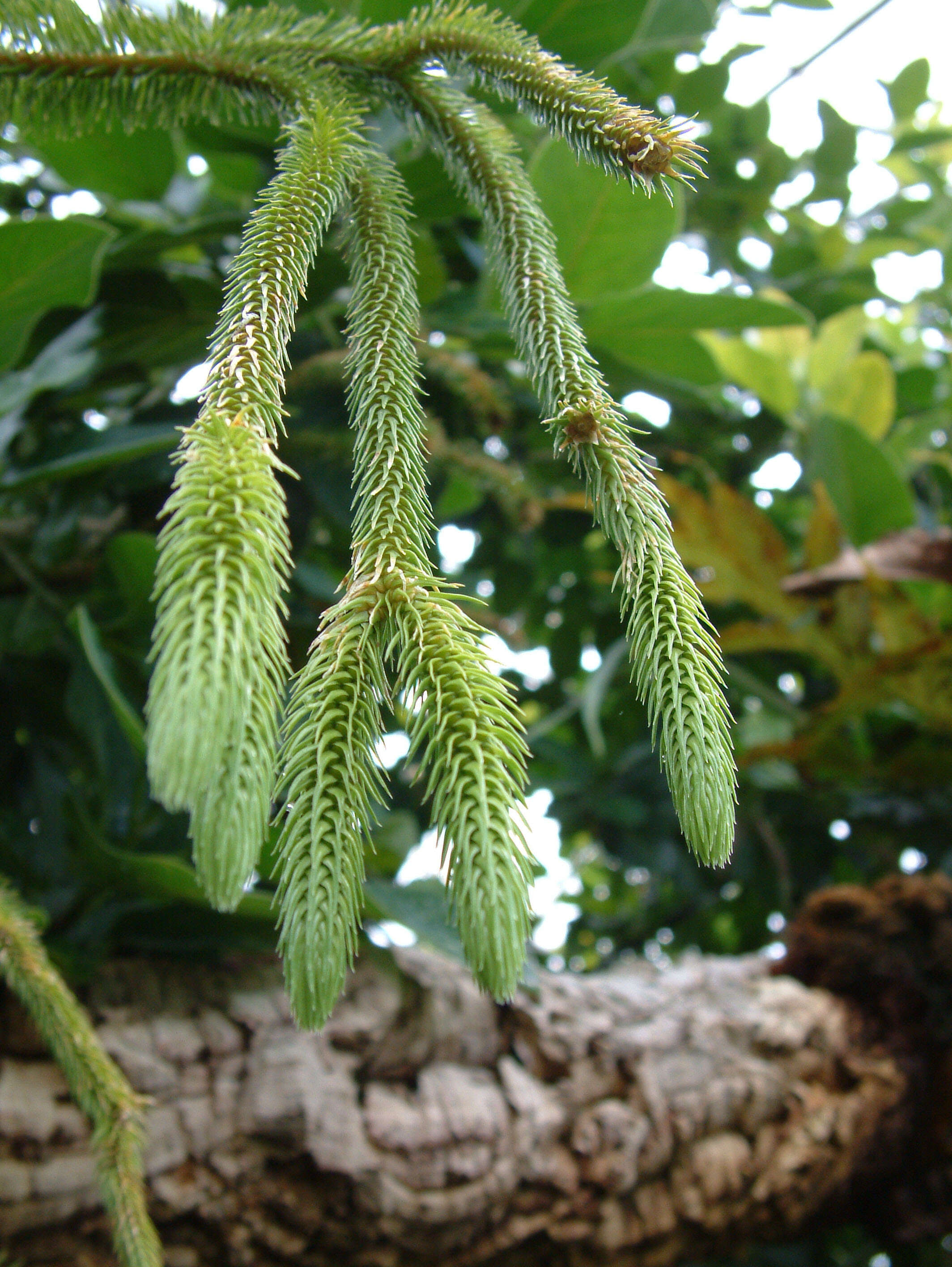 Image of clubmoss