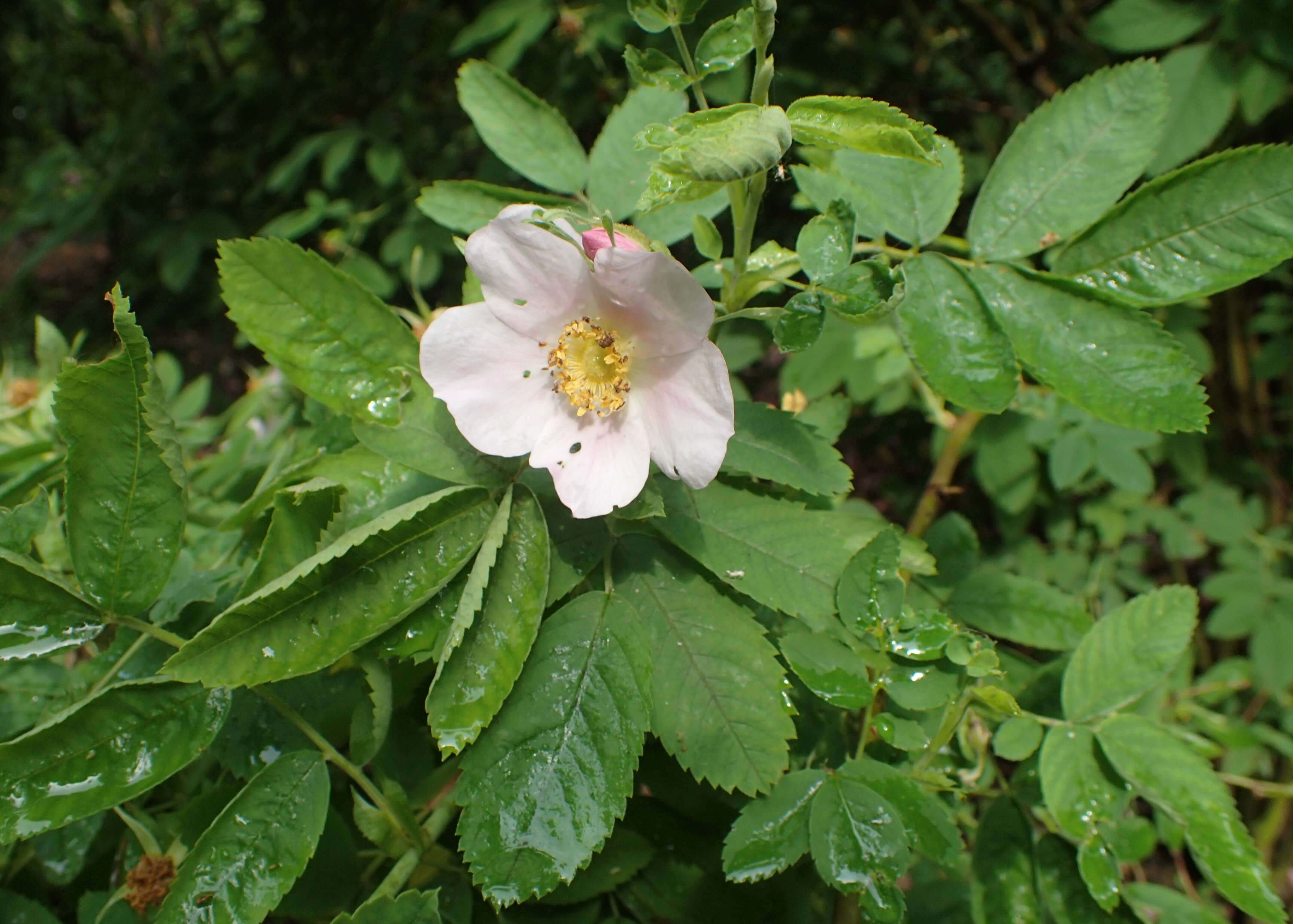 Image of cinnamom rose