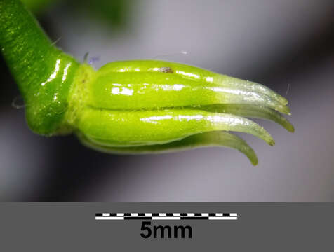 Image of Manchurian monkshood