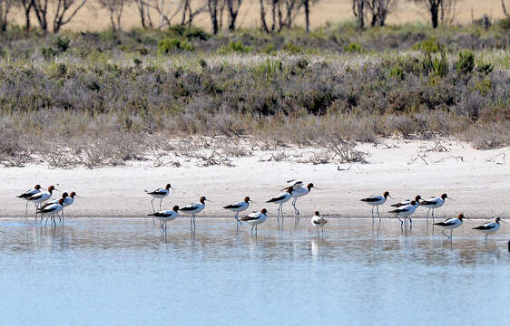 Image of Australian Red-necked Avocet