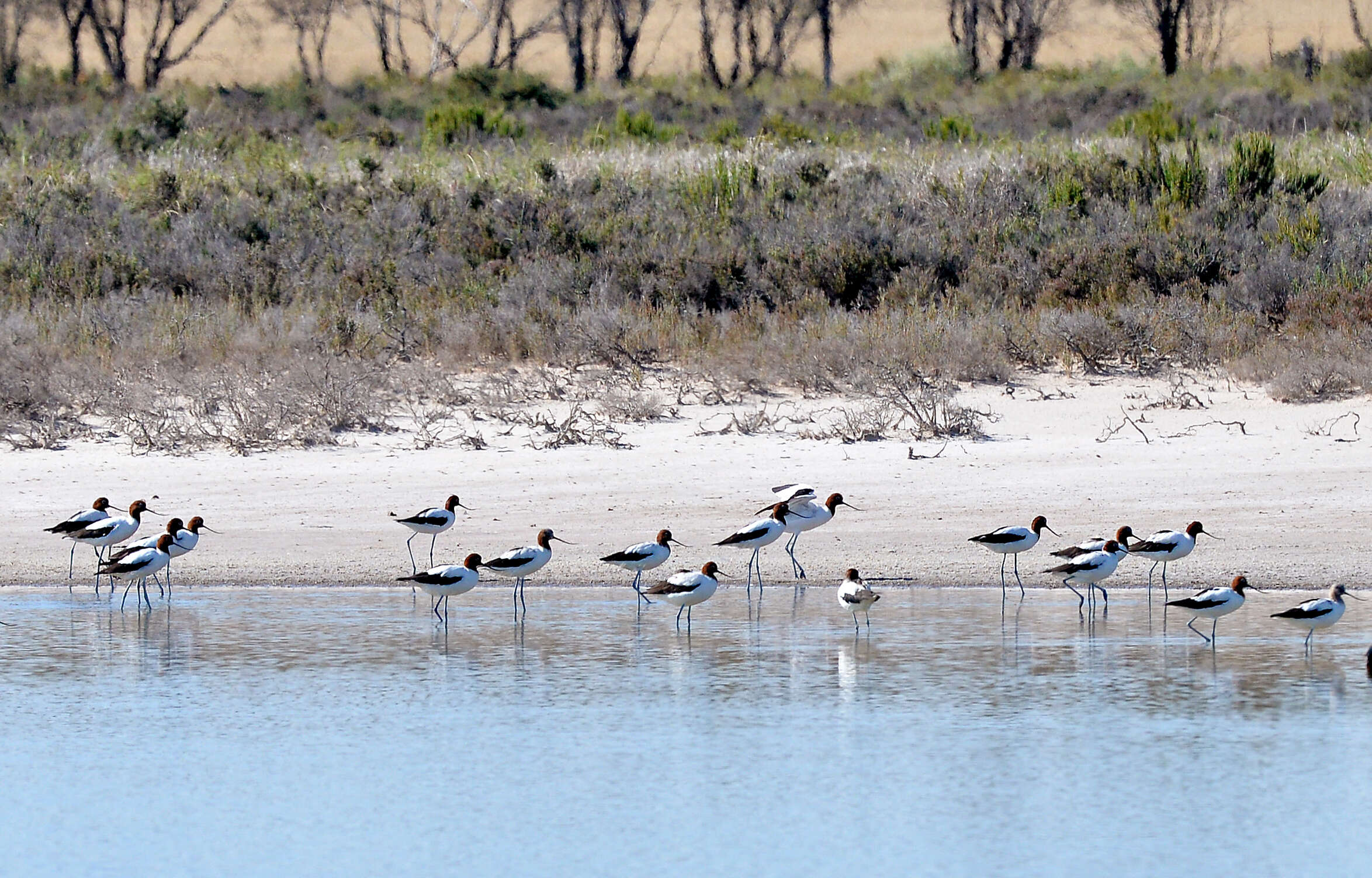 Image of Australian Red-necked Avocet