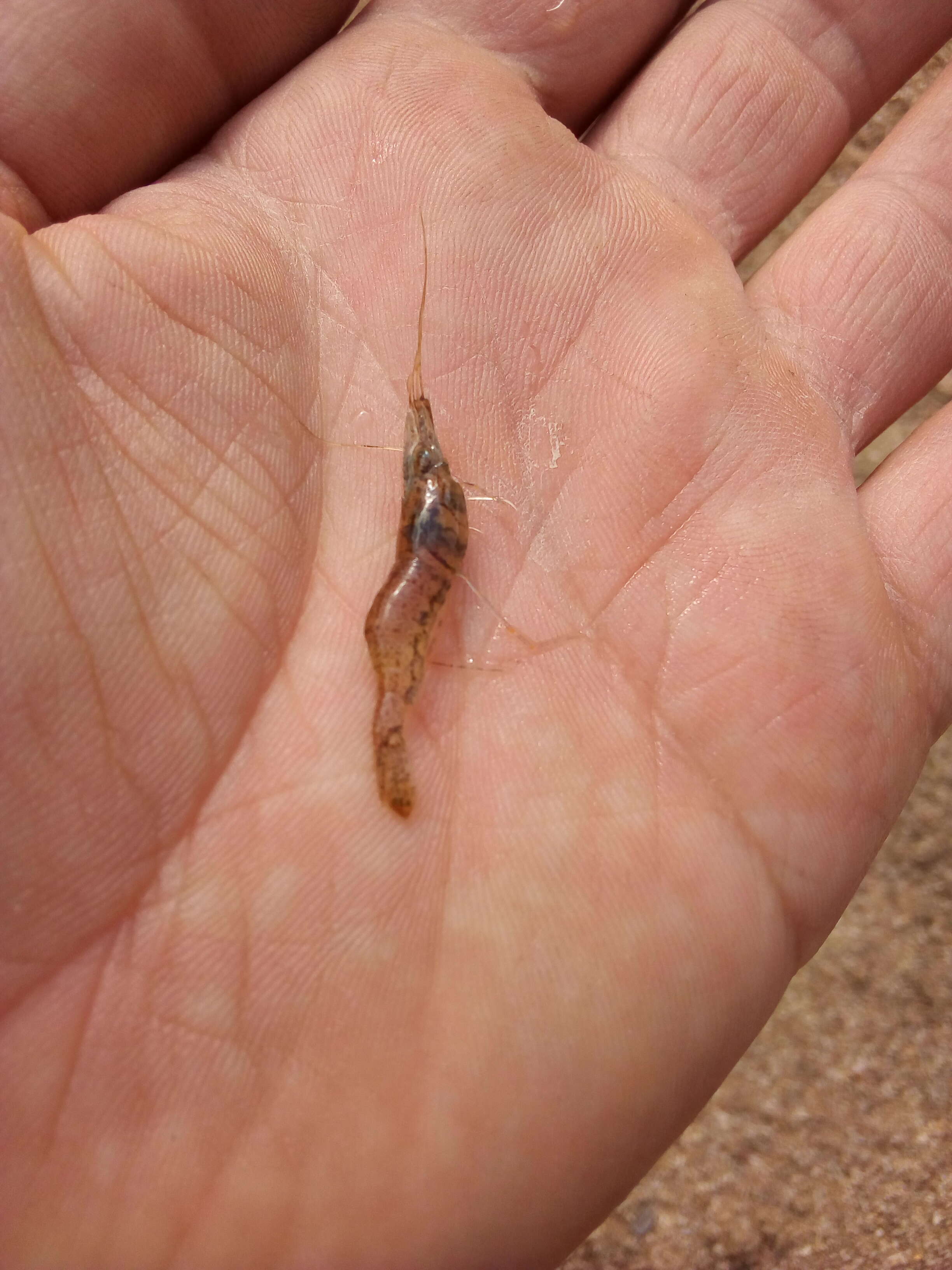 Image of Baltic prawn