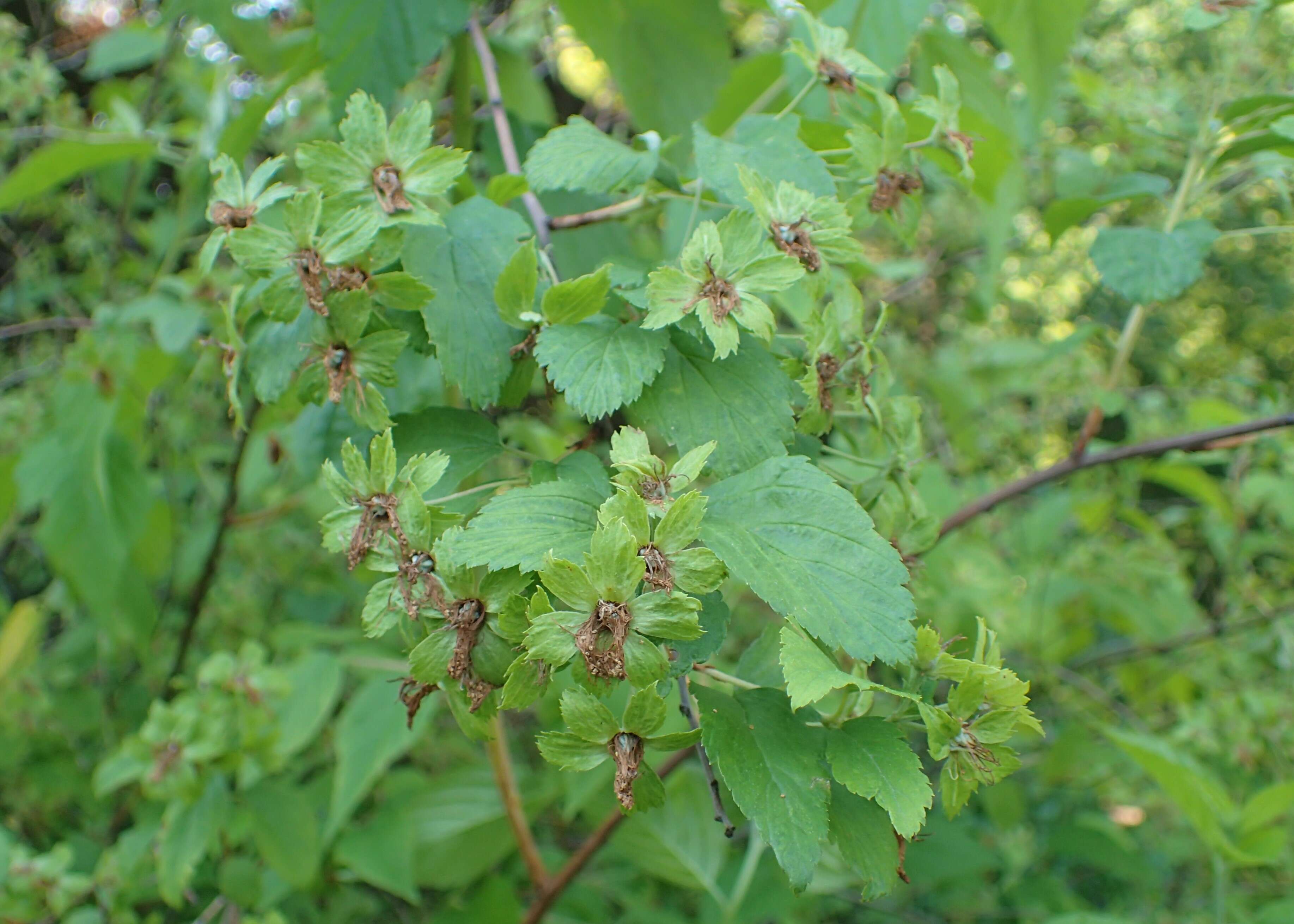 Neviusia alabamensis A. Gray的圖片