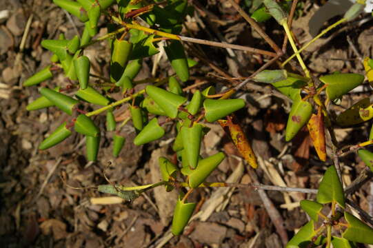 Image of Rhododendron williamsianum Rehder & E. H. Wilson