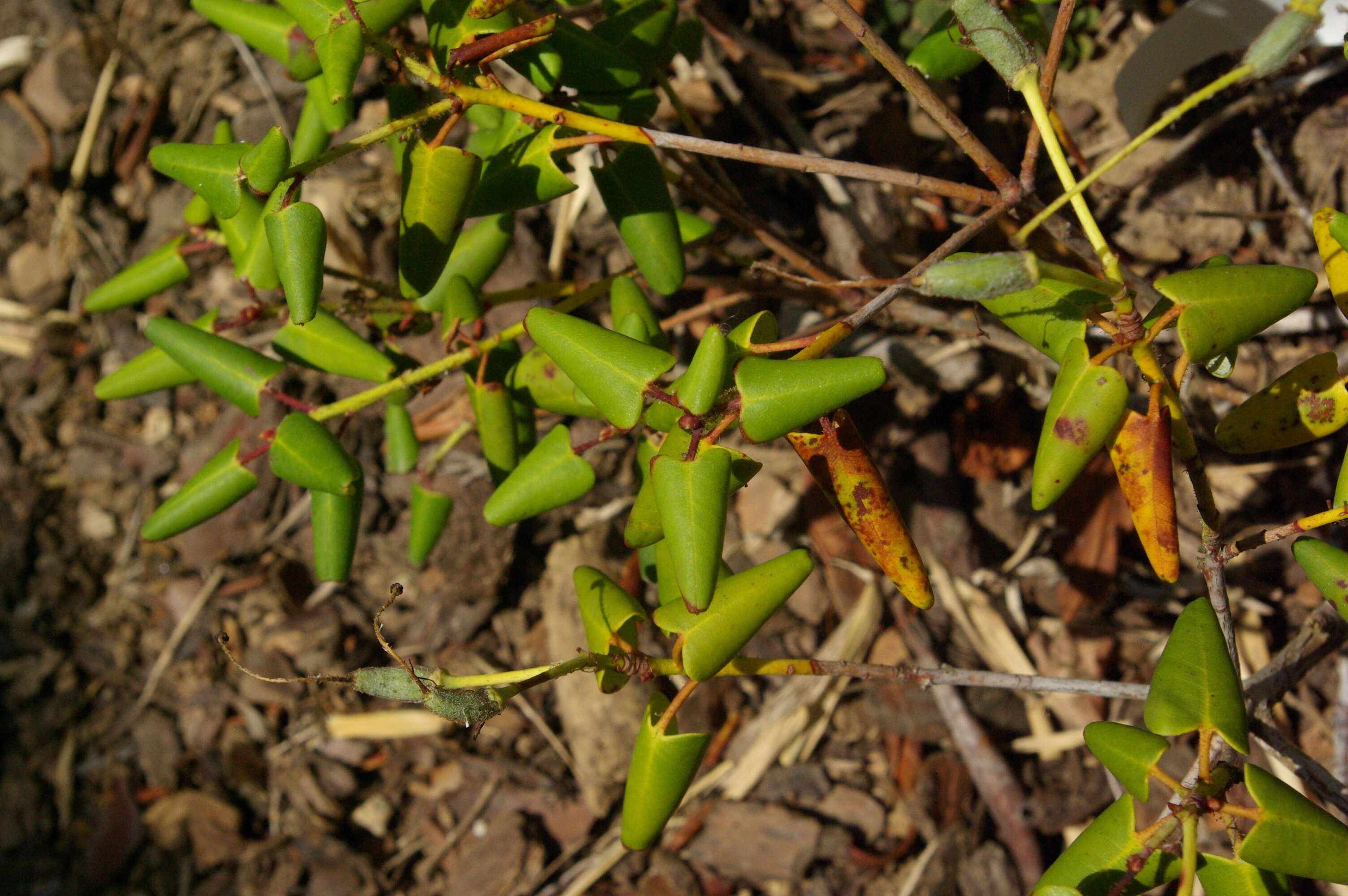 Image of Rhododendron williamsianum Rehder & E. H. Wilson