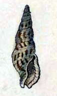 Image of Daphnella flammea (Hinds 1843)