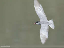 Image of Whiskered Tern