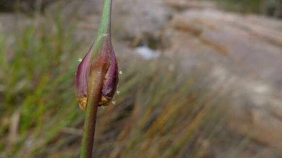 Image of Chorizandra cymbaria R. Br.