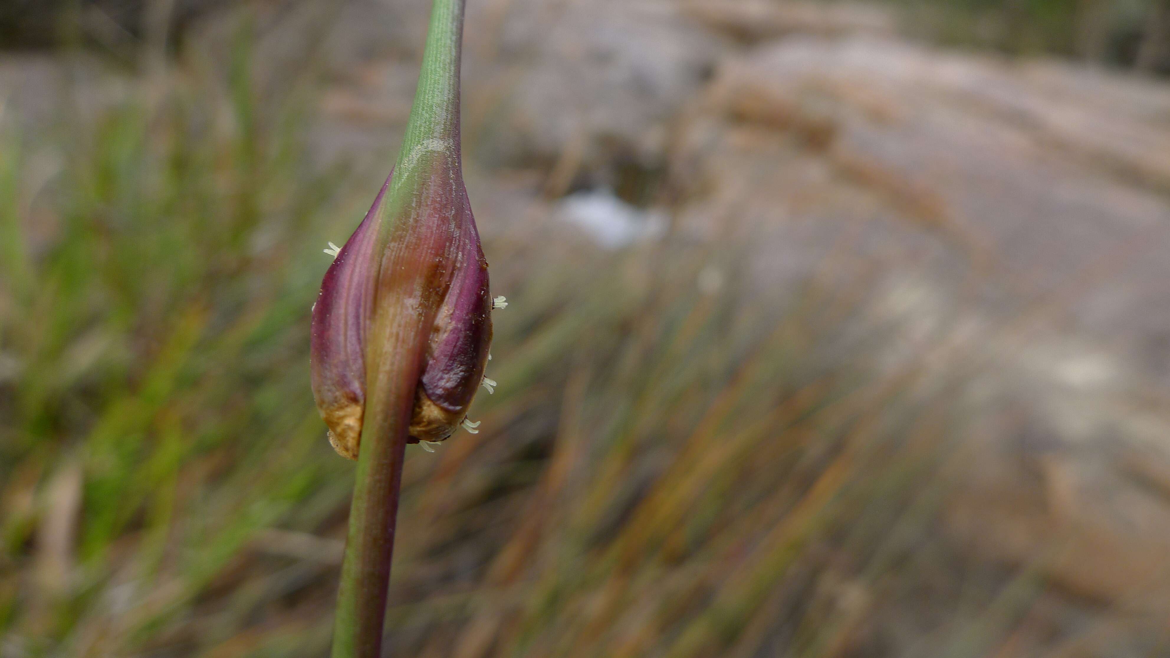 Image of Chorizandra cymbaria R. Br.