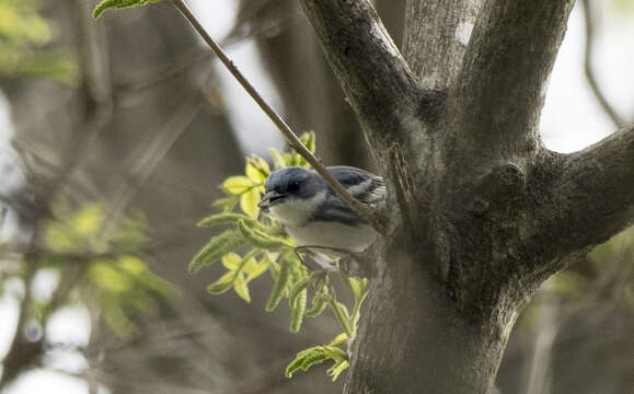 Image of Cerulean Warbler