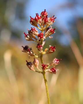 Image of Triantha japonica (Miq.) Baker