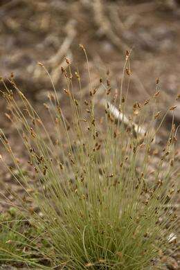 Image of Neglected Tuft Sedge