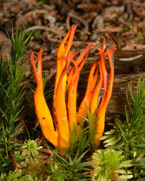 Imagem de Calocera viscosa (Pers.) Fr. 1821