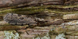 Image of polycentropodid trumpet-net and tube-making caddisflies