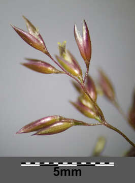 Image of creeping bentgrass