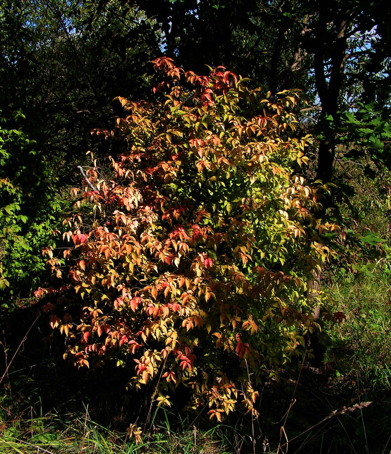 Image of Euonymus verrucosus Scop.