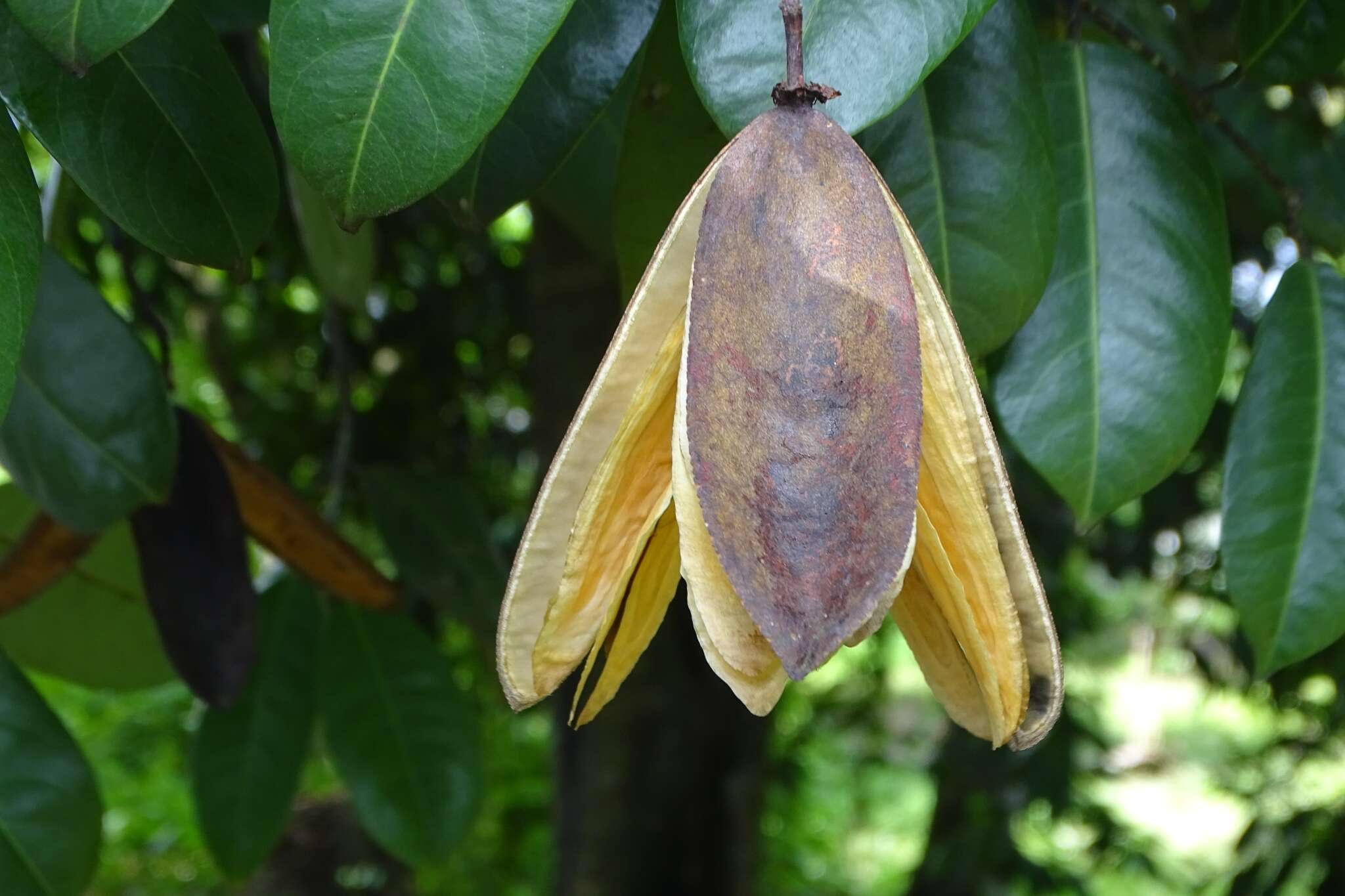 Image of Lophopetalum wightianum Arn.